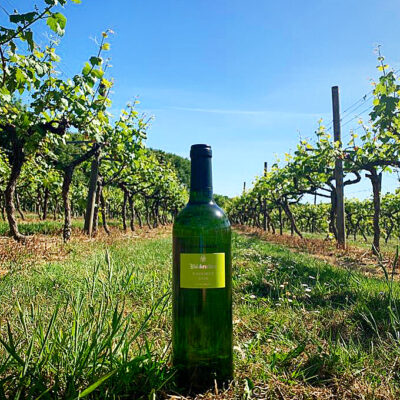 Biddenden Vineyards - Bacchus