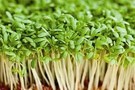 Cress