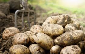 New Potatoes pre pack 750g