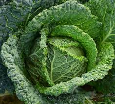 Savoy Cabbage 1kg
