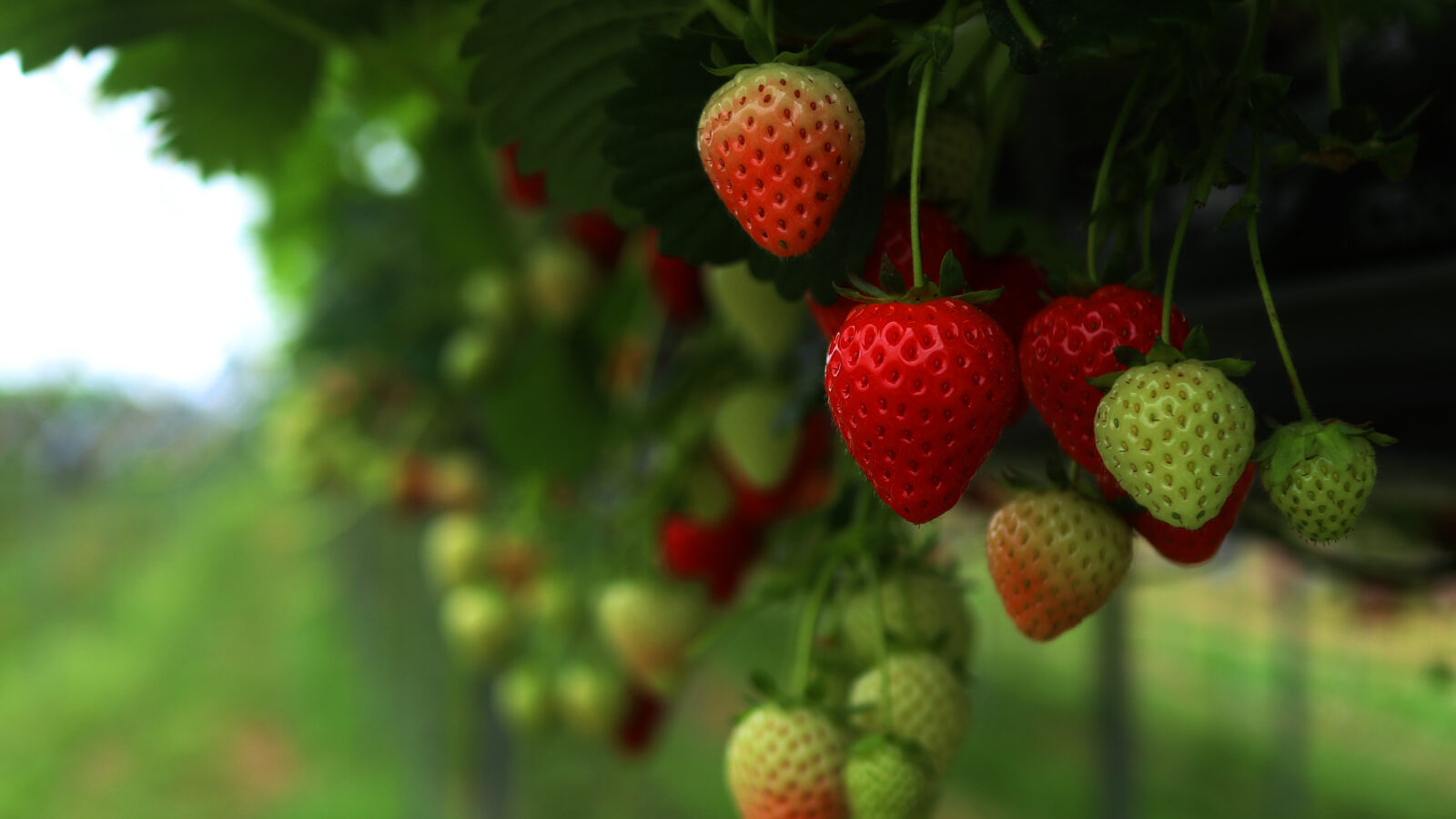 malling centenary strawberries hanging off the plant