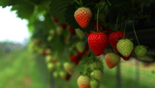 malling centenary strawberries hanging off the plant