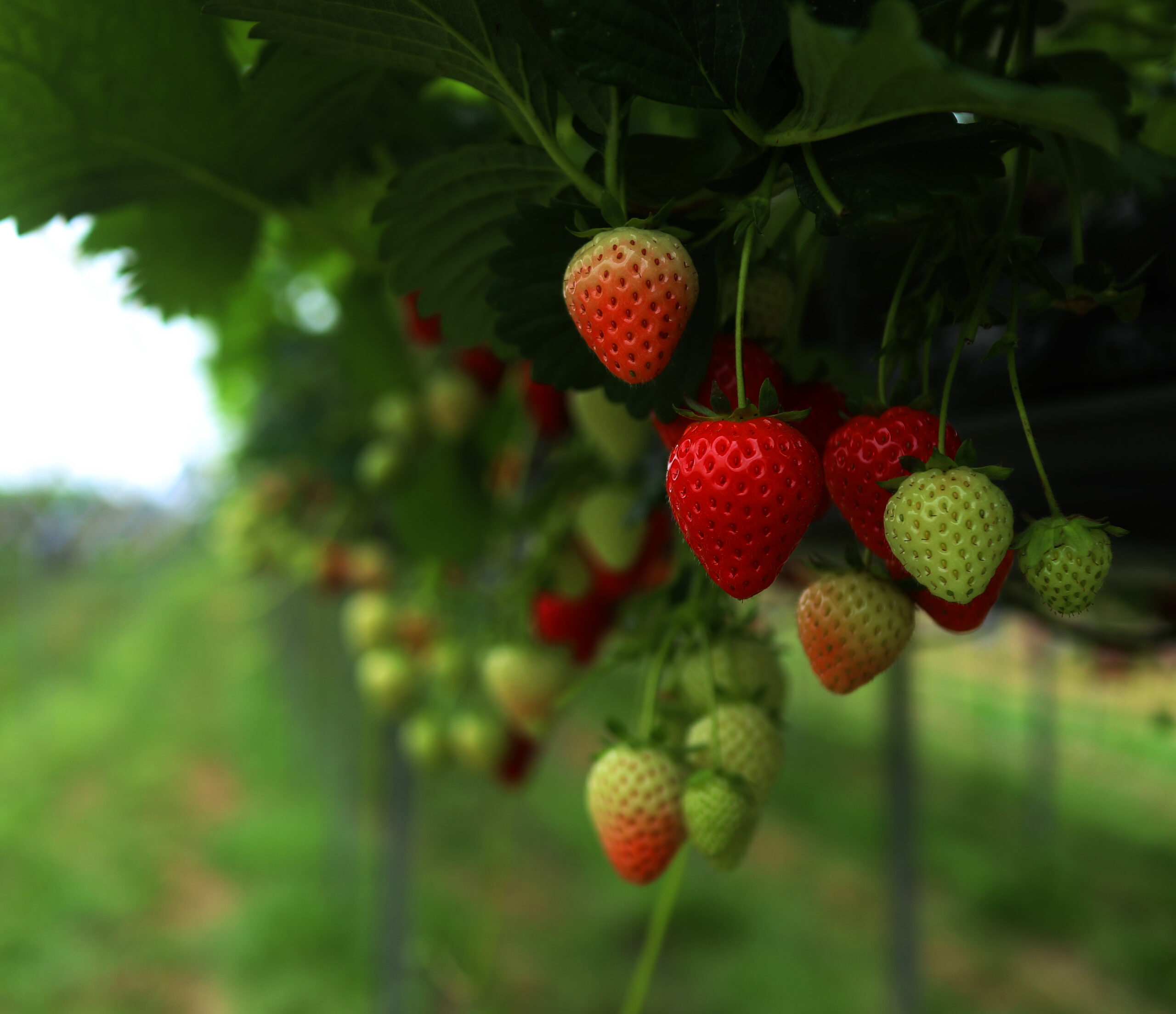 malling centenary strawberries hanging off the plant