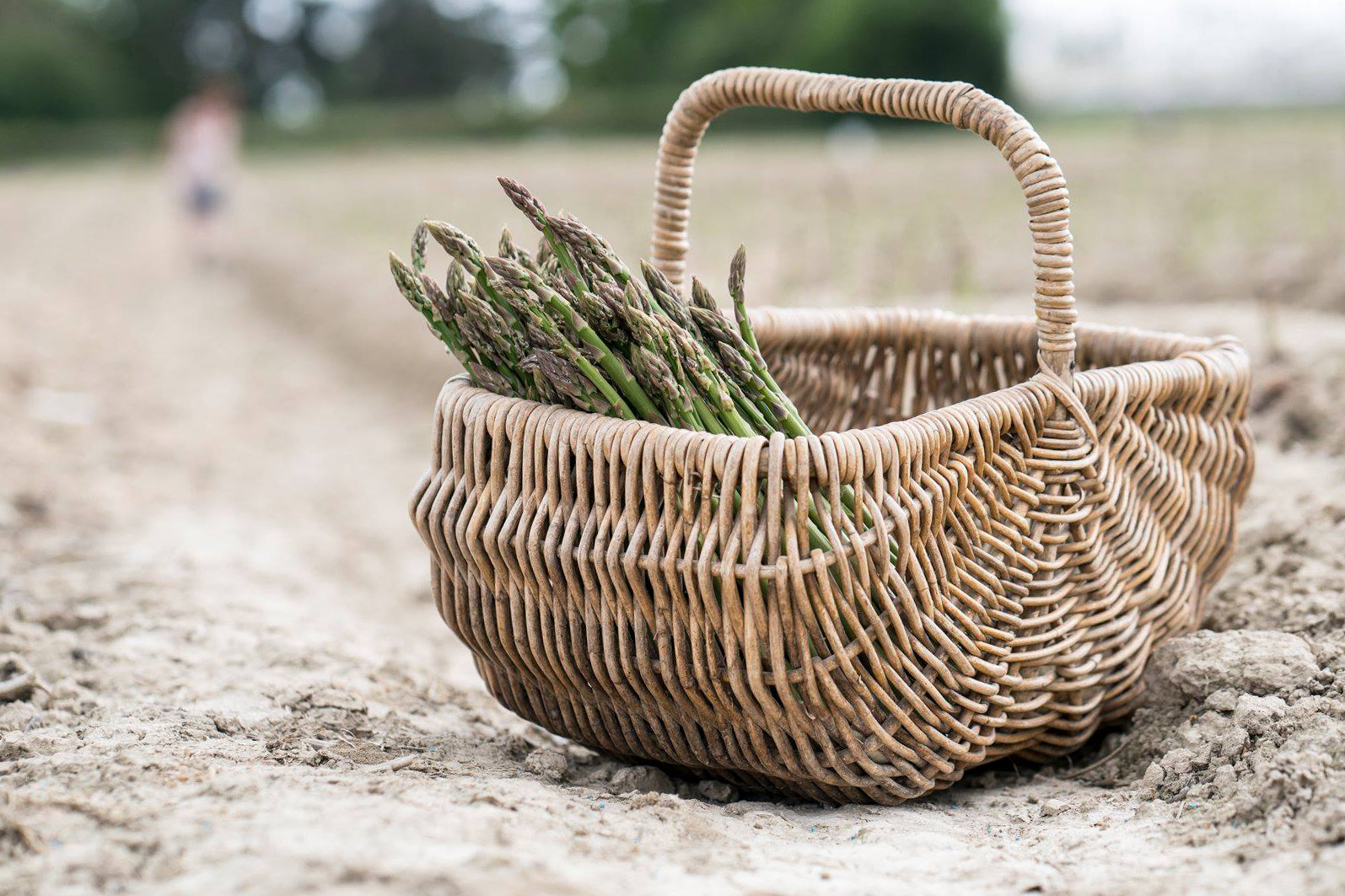 Pick Your Own Asparagus in Kent Lower Ladysden Farm