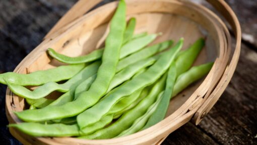 pyo runner beans kent