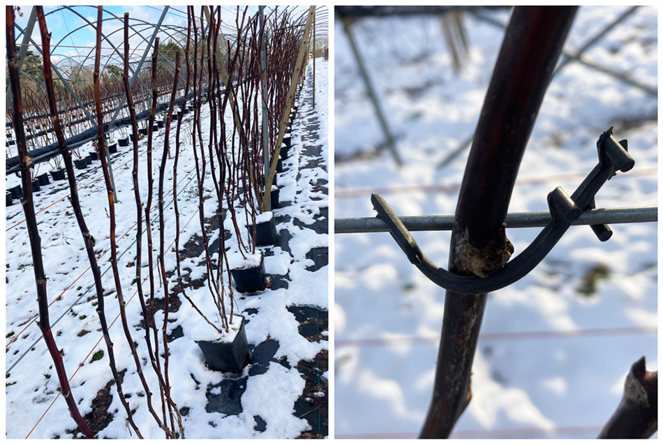 raspberries in cold weather