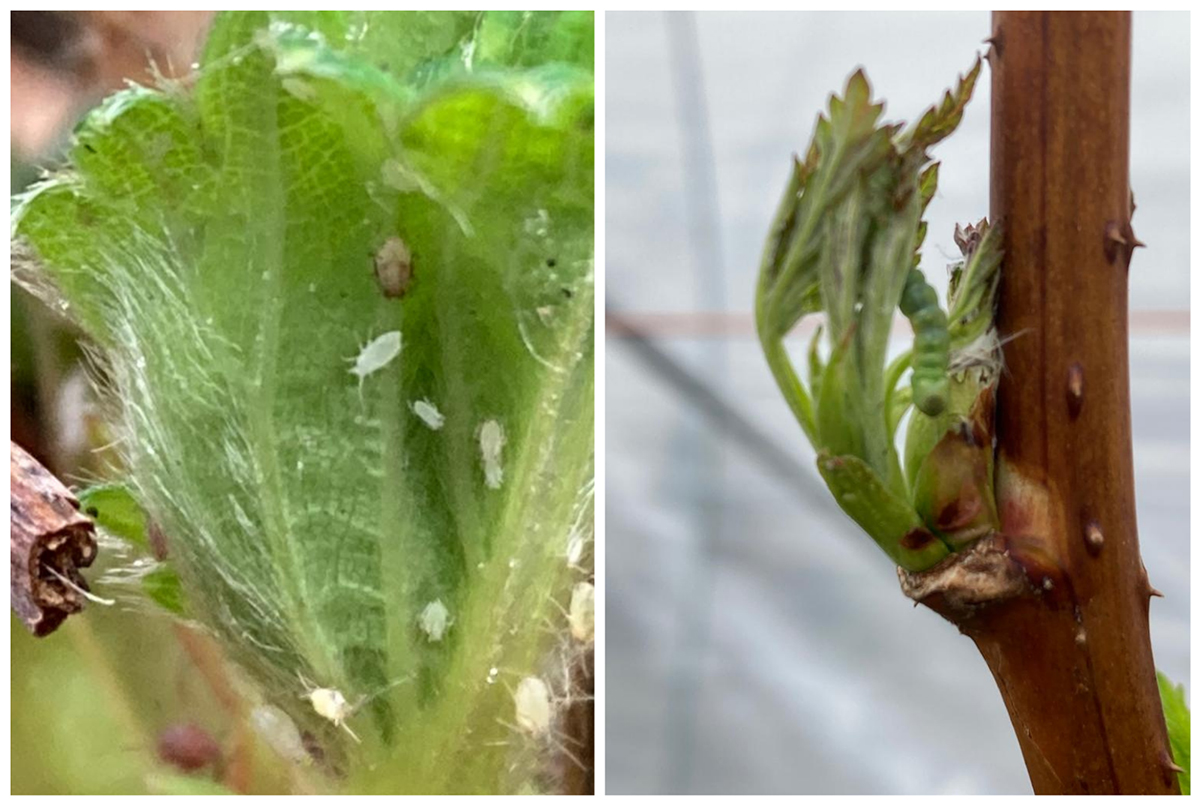 aphids and caterpillars strawberry plant pests