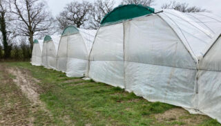 strawberry poly tunnel