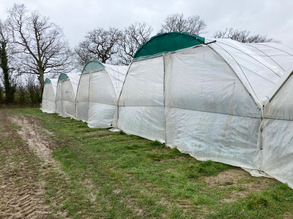 strawberry poly tunnel