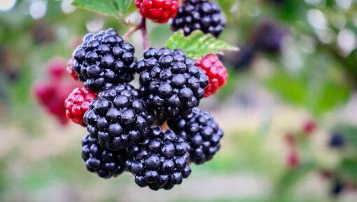pyo blackberries kent