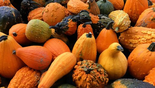 pyo pumpkins kent