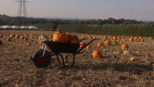 pyo pumpkins kent