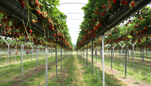 pyo strawberries kent