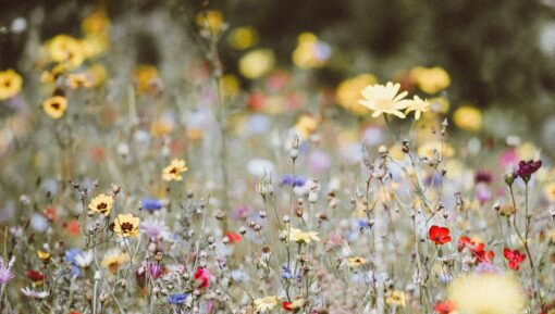 annie-spratt-wW-B4vndPYA-unsplash