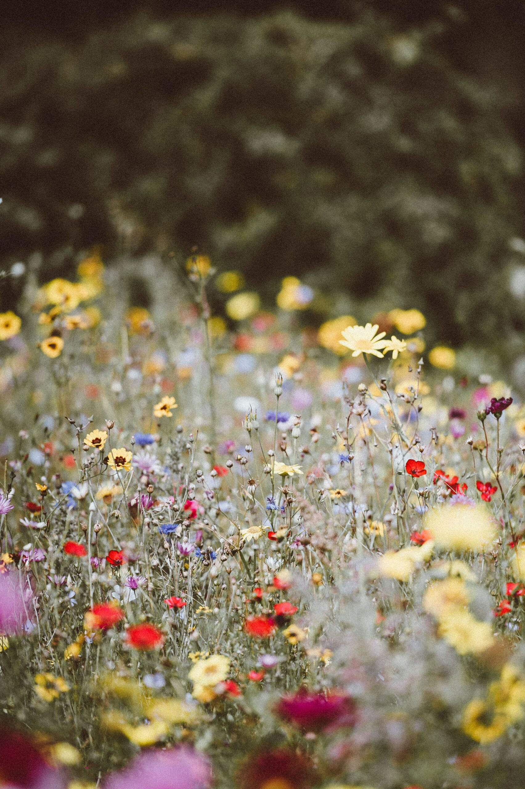 Pick Your Own Wildflowers Lower Ladysden